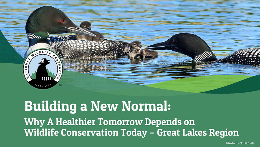 Building a New Normal: Why A Healthier Tomorrow Depends on Wildlife Conservation Today - Great Lakes Region